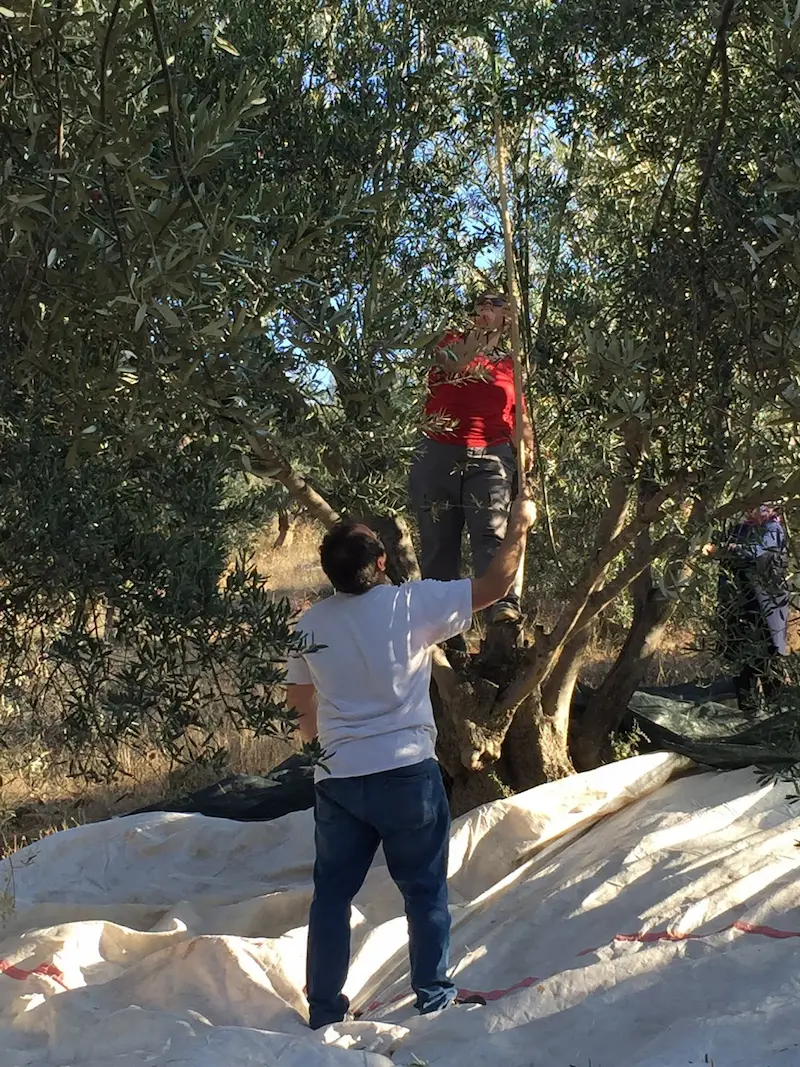 Heritage olive orchards in Pergamon