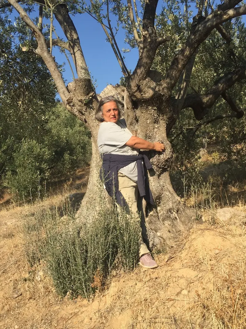First harvest of olive oil in Bergama