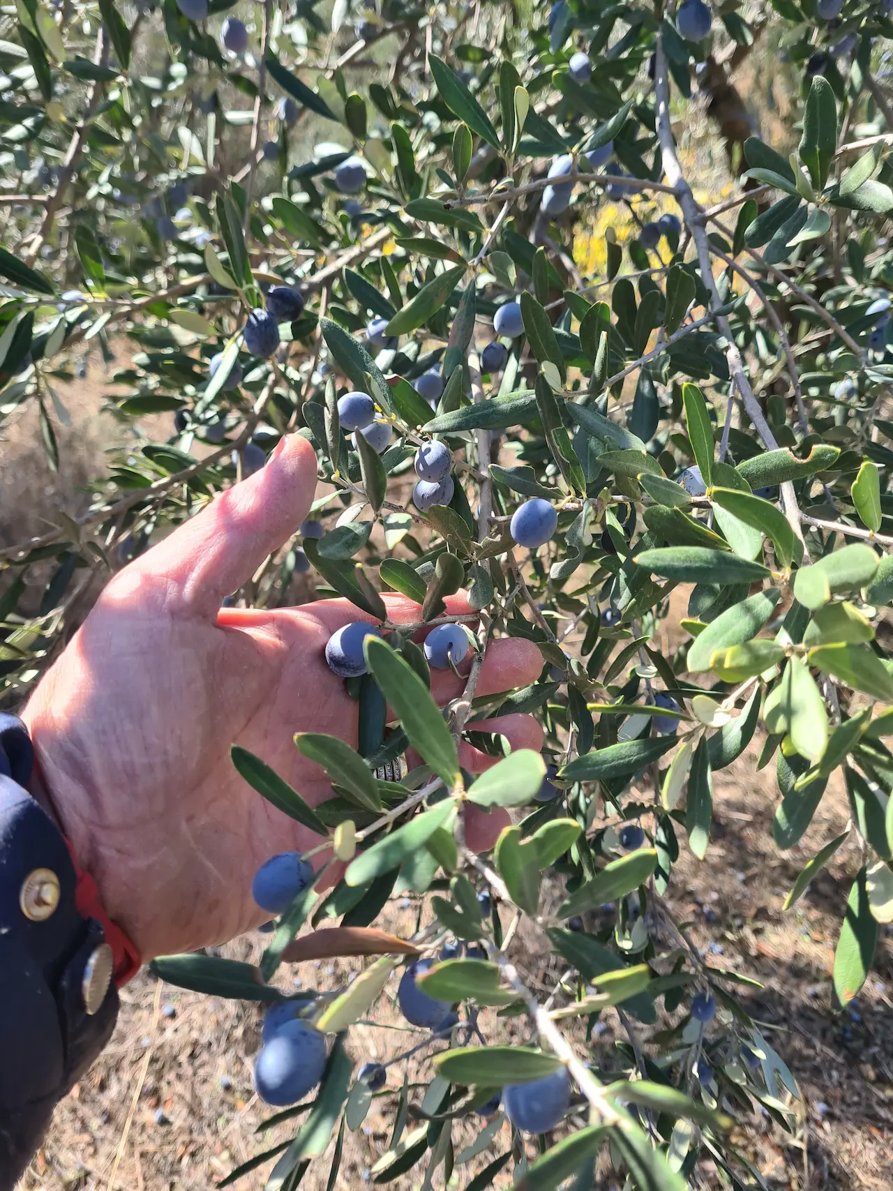 Aegean Olive Harvest