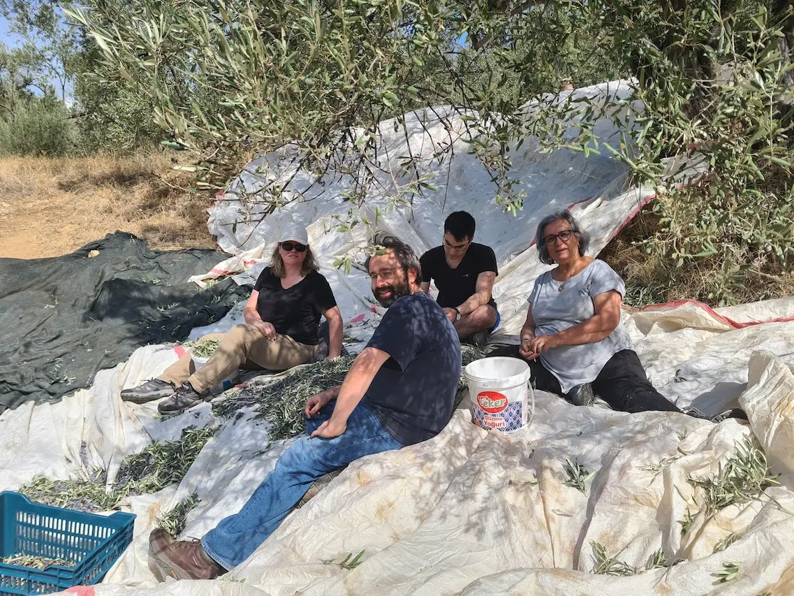 Aegean Olive Harvest