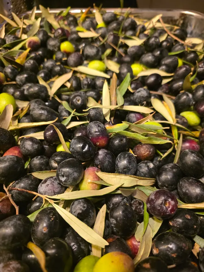 Aegean Olive Harvest