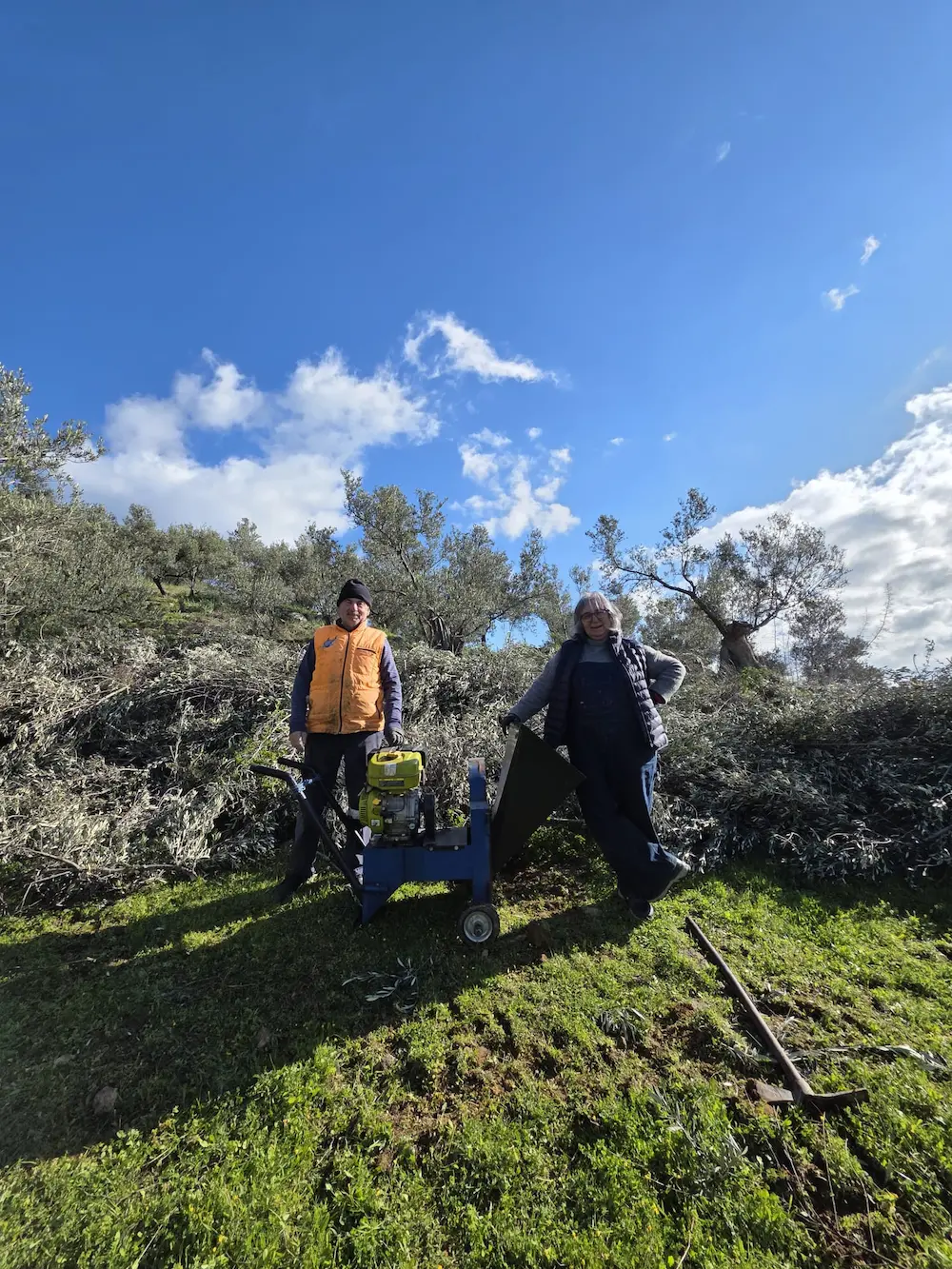 Aegean Olive Harvest