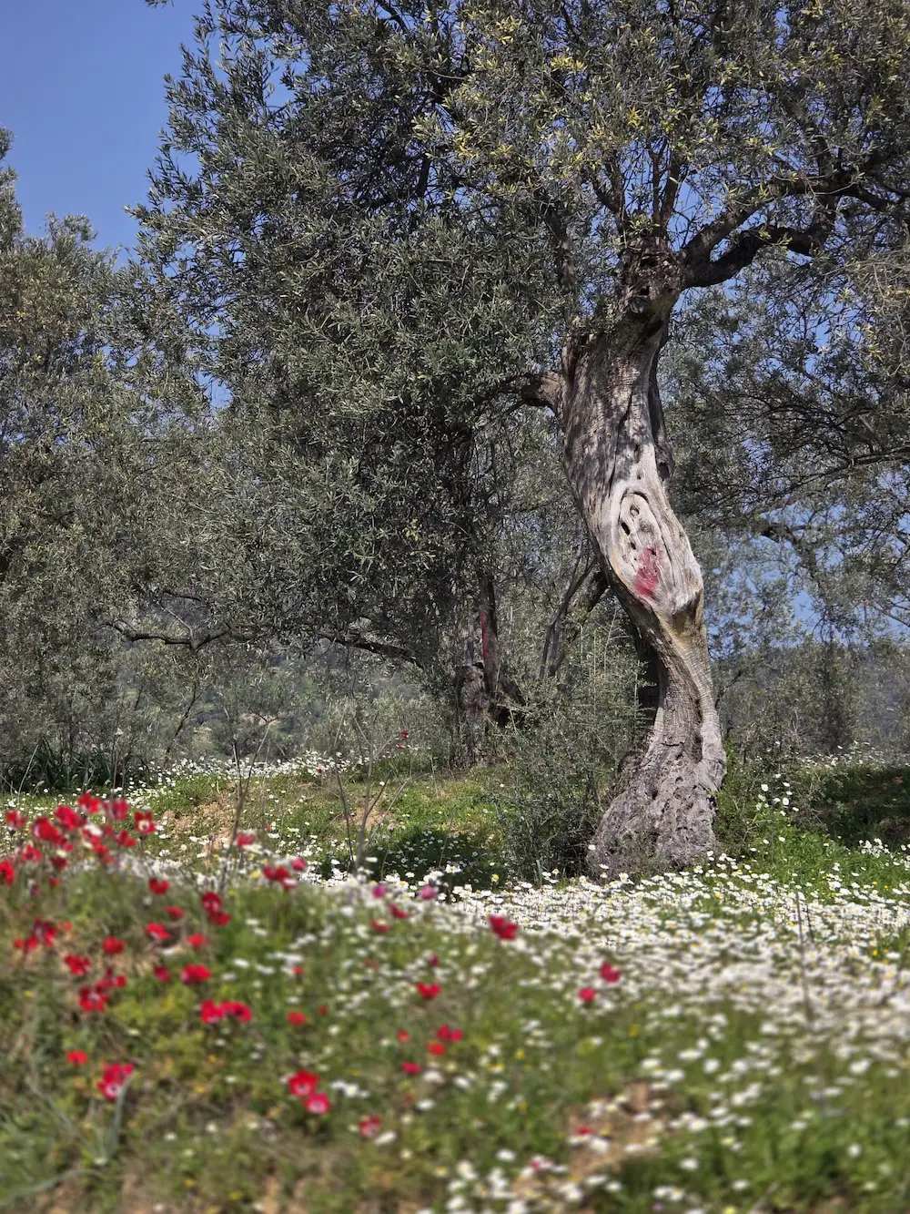 Aegean Olive Harvest