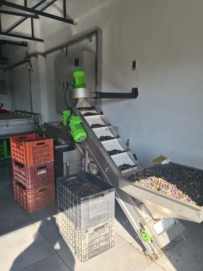 Aegean Olive Harvest