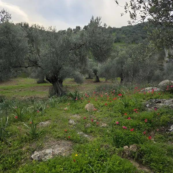 Seven Days Olive Harvesting