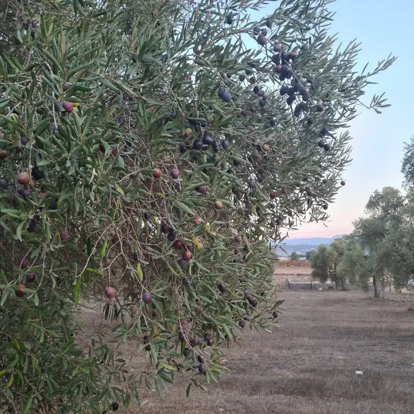 Seven Days Olive Harvesting