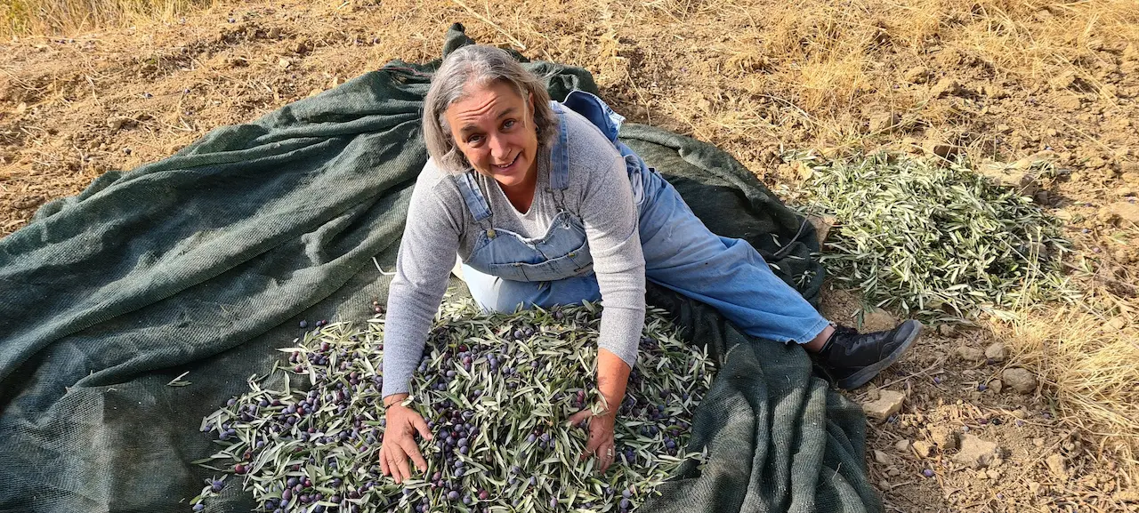 Seven Days Olive Harvesting