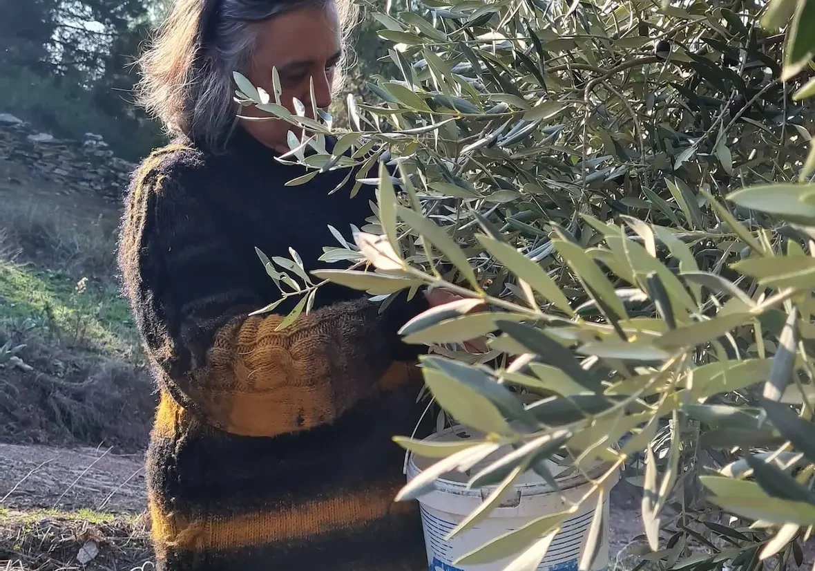 One day Olive Harvesting in Halikarnasos