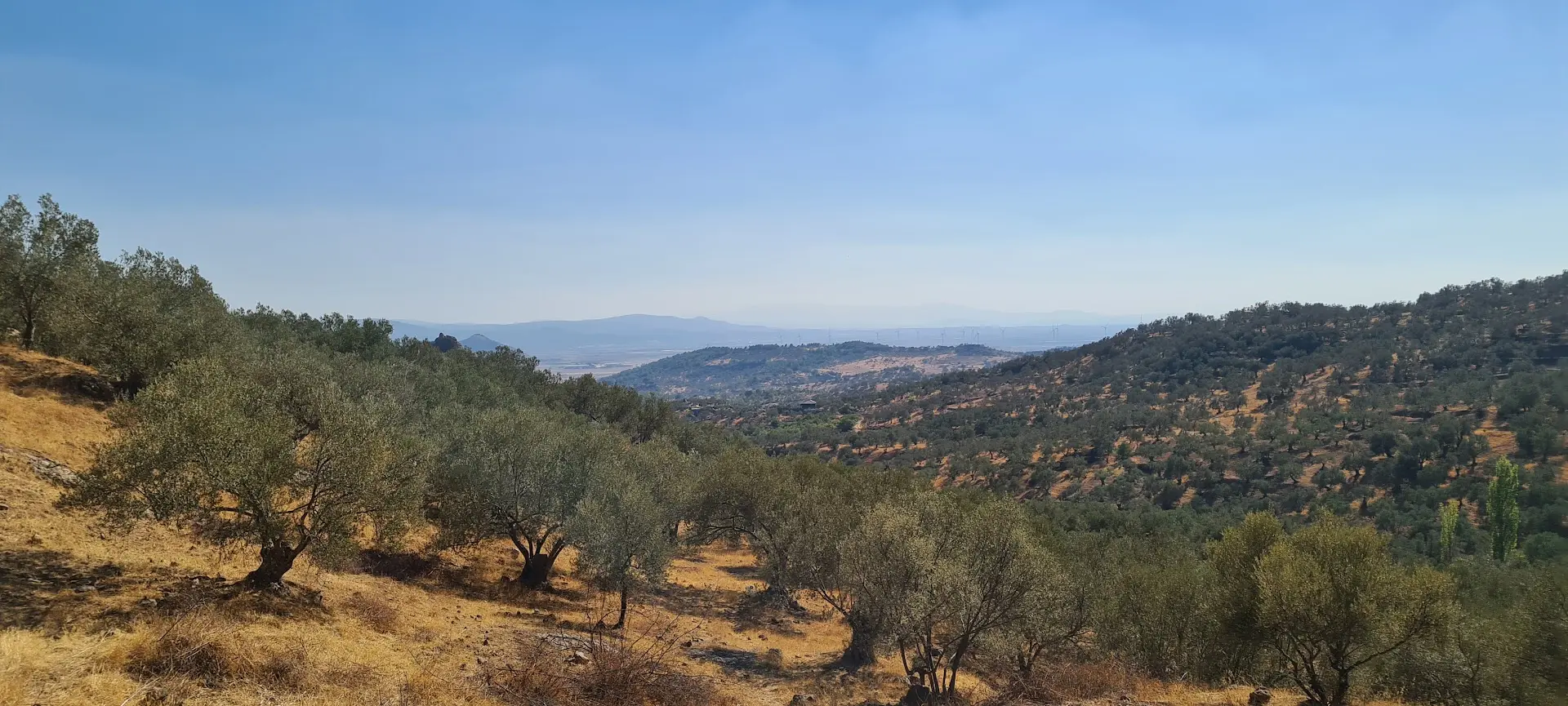 History of Olives